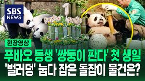 [영상] "아이 일어나봐" 할부지의 설득에도 '벌러덩' 돌잡이에는 관심없바오&hellip;푸바오 쌍둥이 동생 돌잔치에서 생긴 일