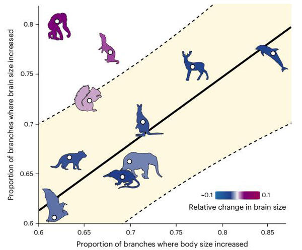 각종 포유류의 신체 크기에 따른 뇌 크기 비율 (사진=Nature Ecology & Evolution / Chris Venditti et al. 제공, 연합뉴스)