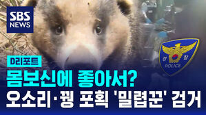 [D리포트] 몸보신에 좋아서?&hellip;오소리&middot;꿩 포획 '밀렵꾼' 검거