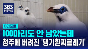 [D리포트] 100마리도 안 남았는데&hellip;청주에 버려진 '댕기흰찌르레기'