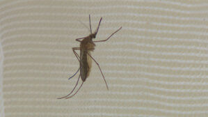 전국에 일본뇌염 경보 발령…폭우 영향에 1년 전보다 1주 늦어