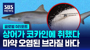 [글로벌D리포트] 브라질 리우 연안 상어에서 코카인 검출