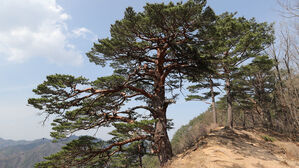 600년 수령 울진 '대왕소나무'를 지켜라&hellip;산림당국 비상