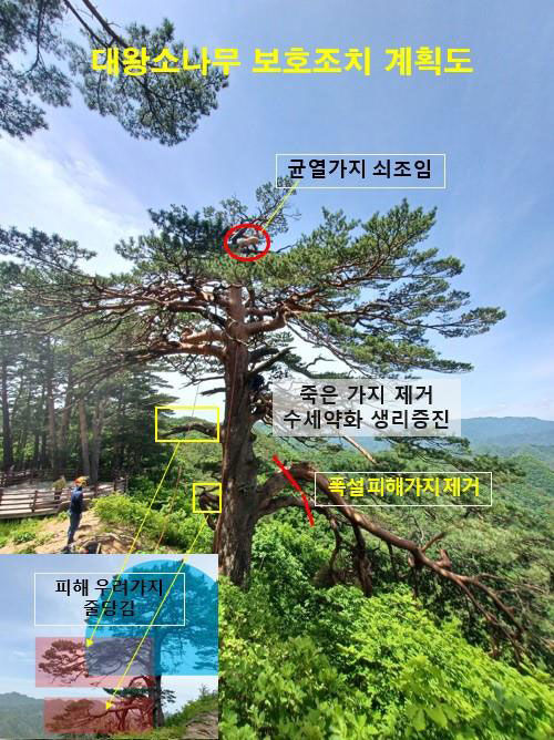 울진 대왕소나무 보호조치 계획도 (사진=울진국유림관리소 제공, 연합뉴스)