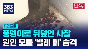 [D리포트] 풍뎅이로 뒤덮인 사찰&hellip;원인 모를 '벌레 떼' 습격 (단독)