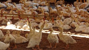 폭염에 온열질환자 1천546명&hellip;가축은 25만 7천 마리 폐사