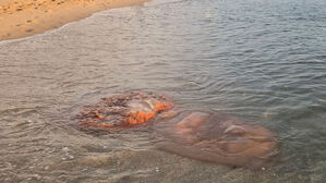 '해파리 급증'에 해수욕장 피서객 &middot; 어민 모두 한숨