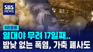 [D리포트] 열대야 17일째&hellip;밤낮 없는 폭염, 가축 폐사 잇따라