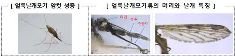(사진=질병관리청 제공, 연합뉴스)