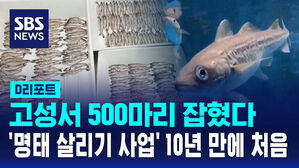 [D리포트] 고성서 500마리 잡혔다&hellip;'명태 살리기 사업' 10년 만에 처음