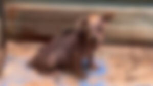 죽을 때까지 방치, 구조돼도 안락사&hellip;금산서 병든 개 무더기 적발