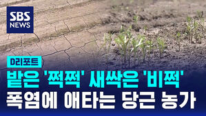 [D리포트] 밭은 '쩍쩍', 새싹은 '비쩍'&hellip;폭염에 애타는 당근 농가