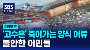 [D리포트] '고수온 경보' 속 죽어가는 양식 어류&hellip;불안한 어민들