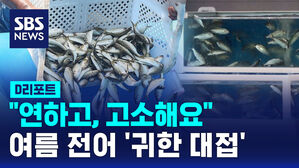 [D리포트] "가을 전어보다 연하고, 고소해요"&hellip;여름 전어 '귀한 대접'