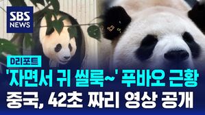 푸바오근황