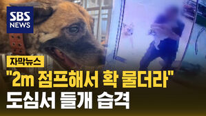 "2m 점프해서 확 물더라" 도심서 들개 습격