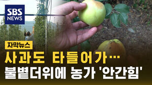 [자막뉴스] 사과는 햇볕에 타고, 복숭아는 탄저병&hellip;과수농가 한숨