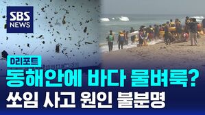 [D리포트] 동해안에 '바다 물벼룩'?&hellip;쏘임 사고 원인 불분명