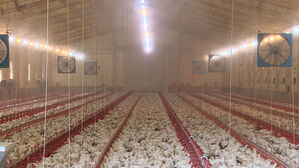 폭염에 가축 78만 마리 폐사&hellip;양식장도 103만 마리 피해