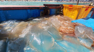 독성 해파리 유입 역대 최대&hellip;해수욕장 &middot; 어가 '몸살'