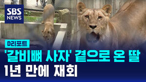 [D리포트] '갈비뼈 사자' 곁으로 온 딸 사자&hellip;1년 만에 재회