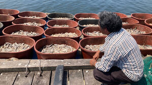 한계수온 28도&hellip;태안 양식장 폐사 우럭 350만 마리 넘어