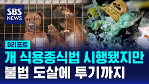 [D리포트] 개 식용종식법 시행됐지만&hellip;불법 도살에 투기까지