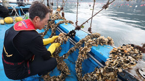 "뜨거운 바다가 멍게 삶아"&hellip;고수온으로 남해안 멍게 폐사율 95%