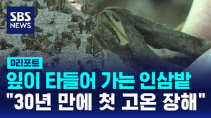 [D리포트] 잎이 타들어 가는 인삼밭&hellip;"30년 만에 첫 고온 장해"