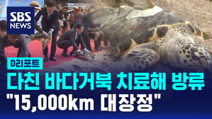 [D리포트] 다친 바다거북 치료해 방류&hellip;"15,000km 대장정"