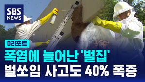 [D리포트] 폭염에 늘어난 '벌집'&hellip;벌쏘임 사고도 40% 폭증