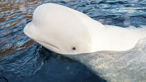 러 스파이 의심받던 돌고래 사인은 "총상"&hellip;수사 나서나