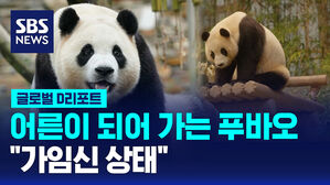 [글로벌D리포트] 어른이 되어 가는 푸바오&hellip;"가임신 상태"