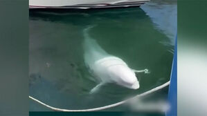 러 스파이 의심받던 돌고래 사인은 "총상"&hellip;수사 나서나