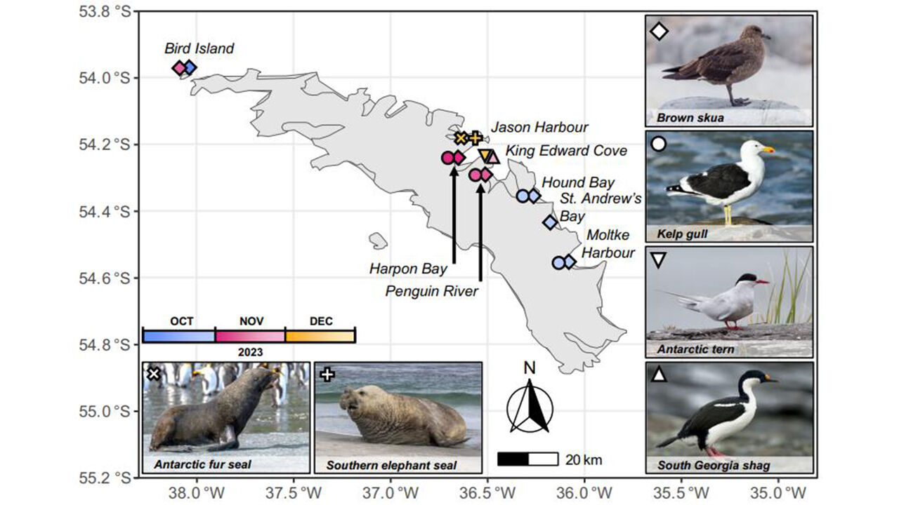 사우스조지아섬에서 검출된 H5N1 조류인플루엔자의 지리적 분포 (사진=Nature Communications / Ashley Banyard et al. 제공, 연합뉴스)