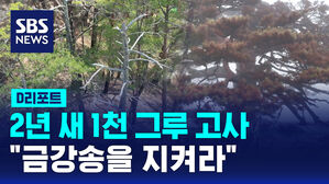 [D리포트] 2년 새 1천 그루 고사&hellip;"금강송을 지켜라"