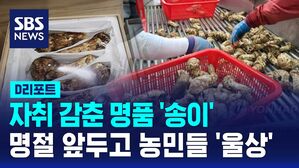 [D리포트] 자취 감춘 명품 '송이'&hellip;명절 앞두고 농민들 '울상'