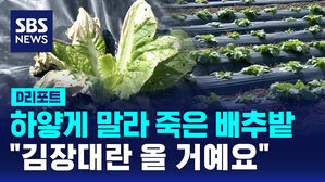 [D리포트] 하얗게 말라 죽은 배추밭&hellip;"김장대란 올 거예요"
