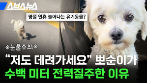 "저도 데려가세요" 뽀순이가 수백 미터 전력질주한 이유 명절 연휴 늘어나는 유기동물? 스브스뉴스