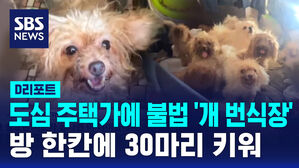 [D리포트] 도심 주택가에 불법 '개 번식장'&hellip;방 한 칸에 30마리 키워