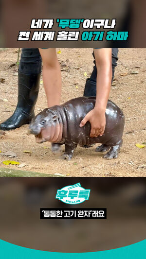 네가 '무뎅'이구나 전세계 홀린 아기 하마
