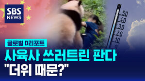 [글로벌D리포트] 사육사 쓰러트린 판다&hellip;"더위 때문?"