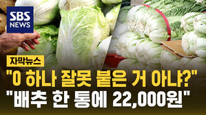 [자막뉴스] 김장철 코앞인데 "금추된 배추"&hellip;김치 대란 오나