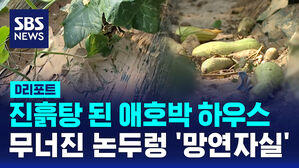 [D리포트] 진흙탕 된 애호박 하우스&hellip;무너진 논두렁 '망연자실'