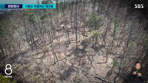 [취재파일-재선충병①] 단풍이 아니다, 죽은 소나무다
