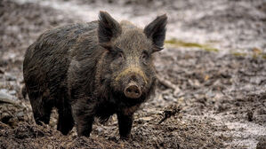 대구 주택가 멧돼지 1마리 나타나&hellip;1시간 만에 사살