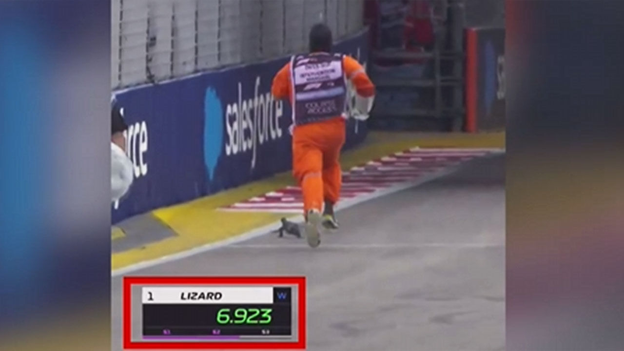 F1 경기장 도마뱀