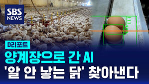 [D리포트] 양계장으로 간 AI&hellip;'알 안 낳는 닭' 찾아내는 신기술