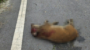 당진서 멧돼지 20여마리 출몰&hellip;3마리 사살, 인명피해 없어