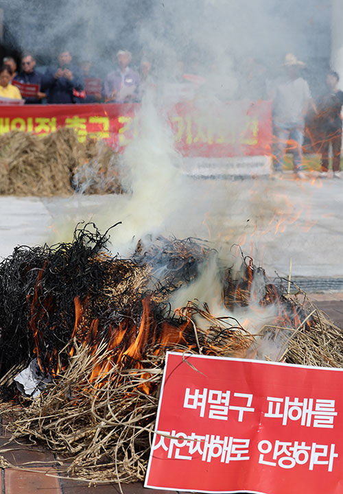 26일 오전 전남 무안군 삼향읍 전남도청앞에서 열린 벼멸구 피해 재해인정 촉구 기자회견에서 전국농민회총연맹 회원들이 벼멸구로 말라버린 볏단을 태우고 있다. (사진=연합뉴스)
